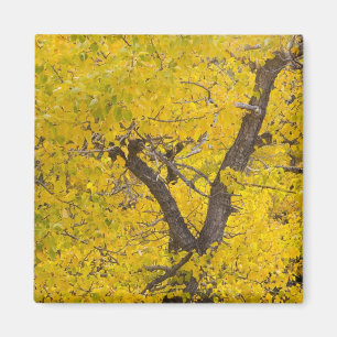 Baumwollbaum in den Herbstfarben des Gletschers Magnet