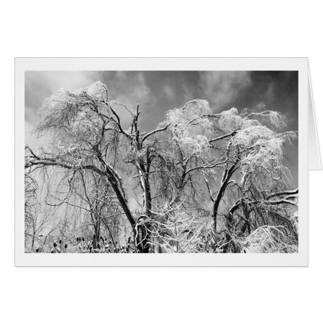 Baumwolle (Vorderseite (Horizontal))