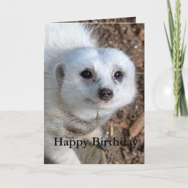 Baumwolle Das weiße Meerkat, Geburtstag Karte (Vorderseite)