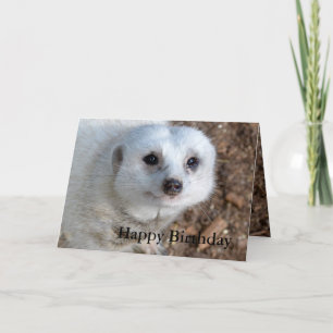 Baumwolle Das weiße Meerkat, Geburtstag Karte