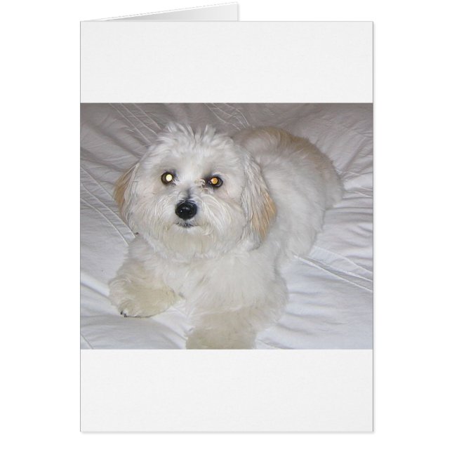 Baumwolle laying.png (Vorne)