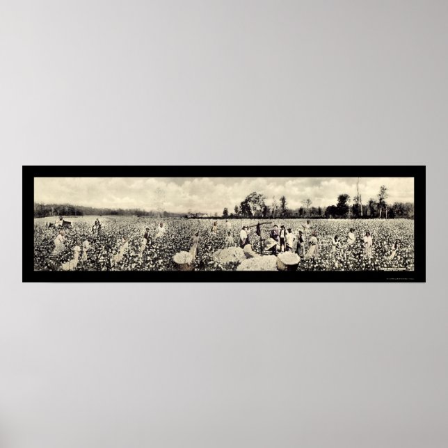 Baumwolle Milliarden Dollar Getreide Foto 1915 Poster (Vorne)