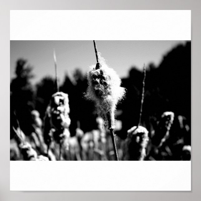 Baumwolle Poster (Vorne)