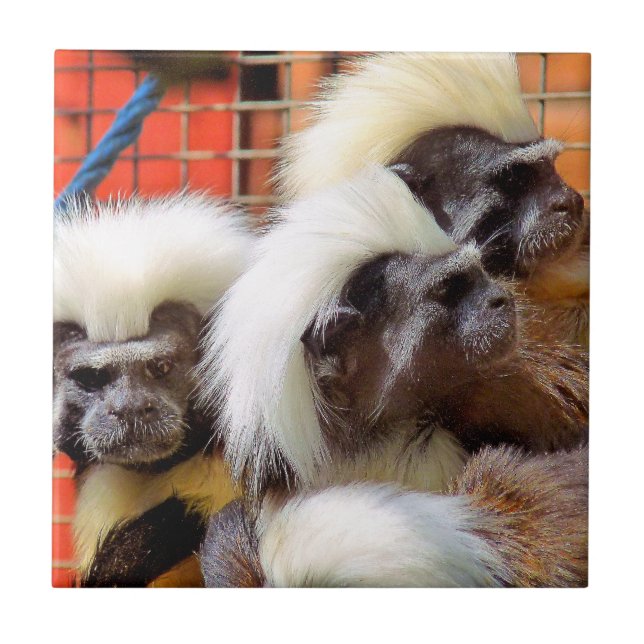 BAUMWOLLE - TOP TAMARIN MONKEYS FLIESE (Vorderseite)