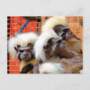 BAUMWOLLE - TOP TAMARIN MONKEYS POSTKARTE