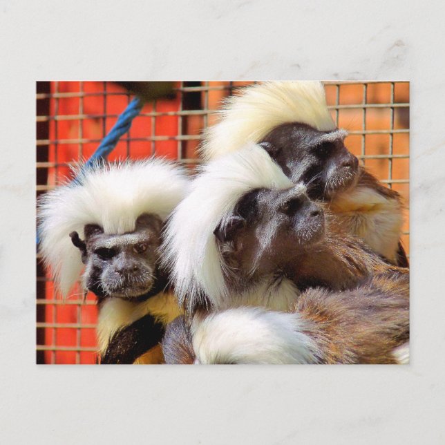 BAUMWOLLE - TOP TAMARIN MONKEYS POSTKARTE (Vorderseite)