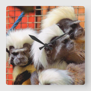 BAUMWOLLE - TOP TAMARIN MONKEYS QUADRATISCHE WANDUHR