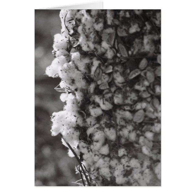 Baumwollernte (Vorne)