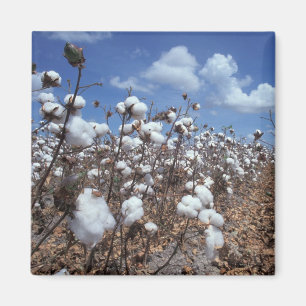 Baumwollfeld Magnet