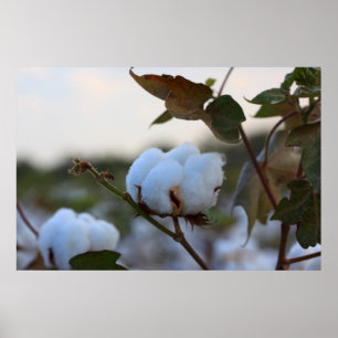 Baumwollfeld-Poster Poster