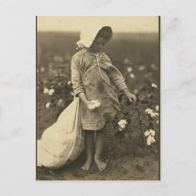 Baumwollfeld Postkarte (Vorderseite)