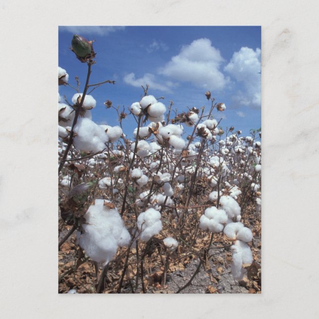 Baumwollfeld Postkarte (Vorderseite)