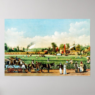 Baumwollplantage in Mississippi Poster