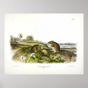 Baumwollrat (Hispid Cotton Cotton Rates) von Audub Poster
