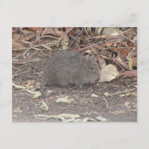 BaumwollRat Postkarte