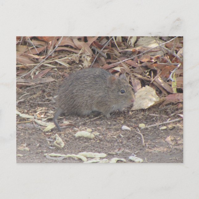 BaumwollRat Postkarte (Vorderseite)