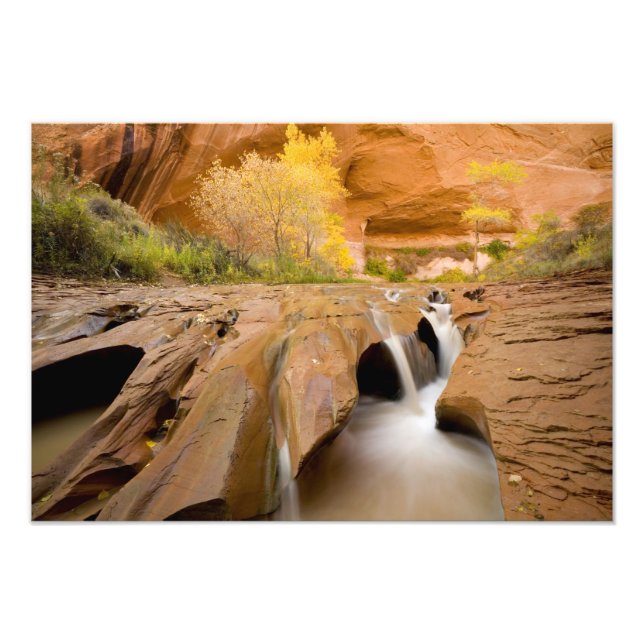 Baumwollwälder im Herbst, Coyote Gulch, Glen Fotodruck (Vorne)