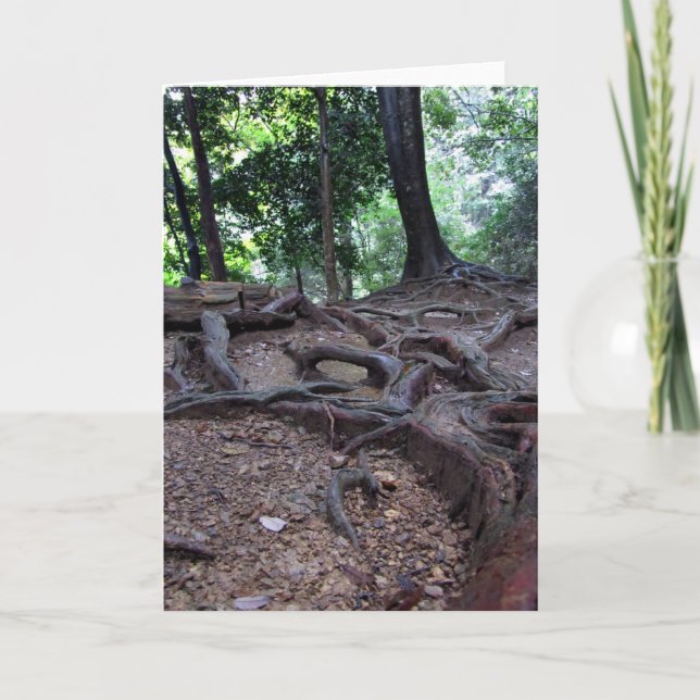 Baumwurzeln auf Mt. Kurama Karte (Vorderseite)