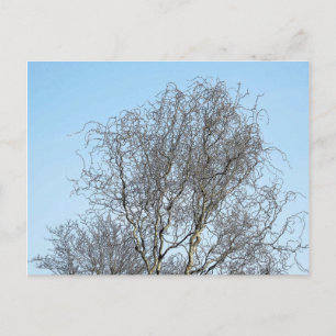 Baumzweige zeichnen Tintenzeichnung Postkarte