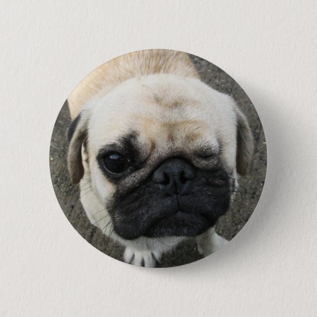 Bauwk ... Mops Hund ... Thailand Button (Vorderseite)