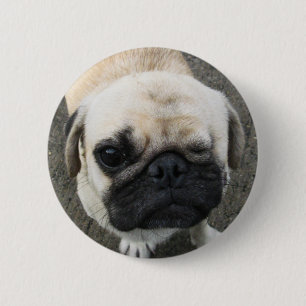 Bauwk ... Mops Hund ... Thailand Button