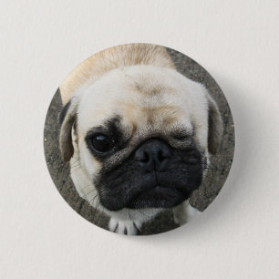 Bauwk ... Pug Hund ... Thailand Button