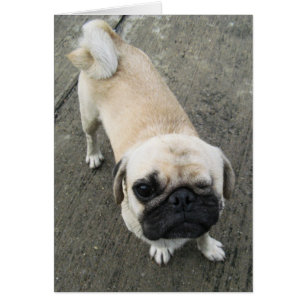 Bauwk ... Soi Dog, Thailand