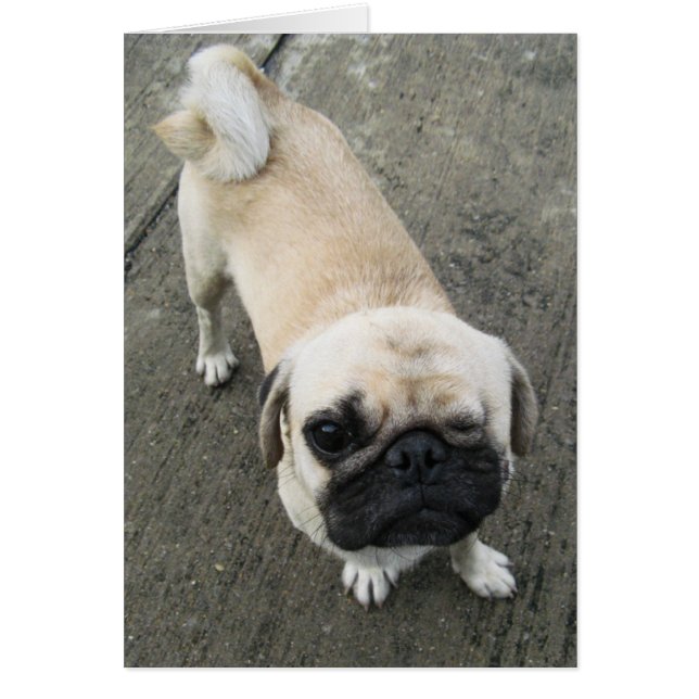 Bauwk ... Soi Dog, Thailand Card (Vorne)