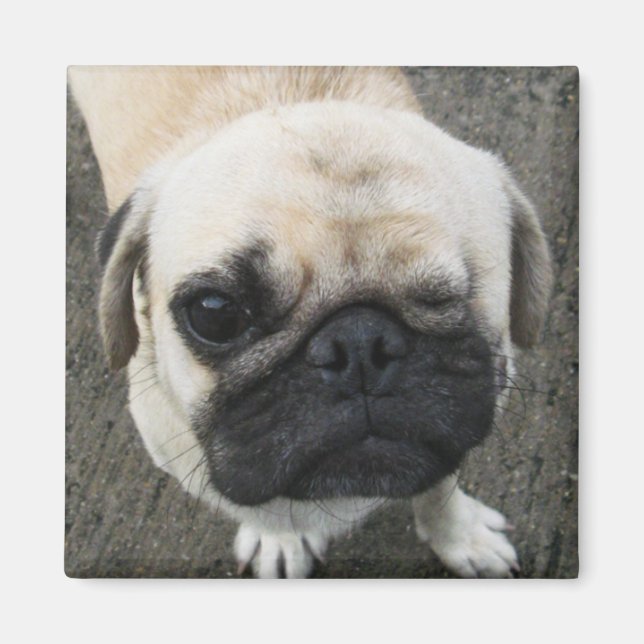 Bauwk ... Soi Dog, Thailand Magnet (Vorne)