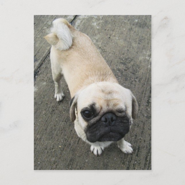 Bauwk ... Soi Dog, Thailand Postkarte (Vorderseite)