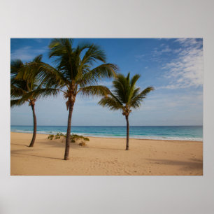 Bavaro Beach, Kokospalmen der Dominikanischen Repu Poster