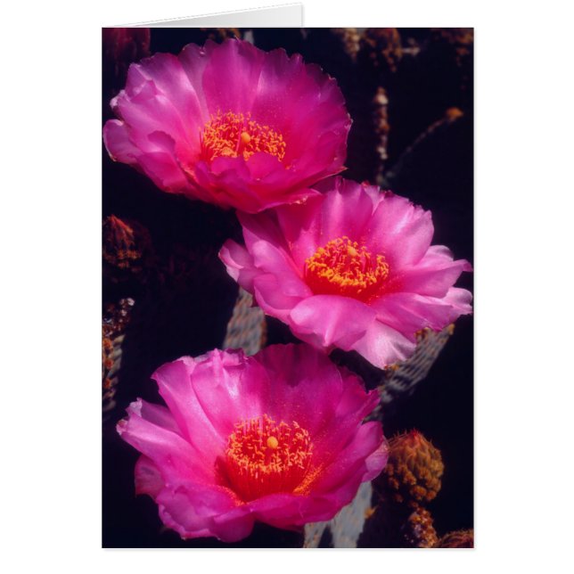 Bavertail-Kakteen Blume 2 (Vorne)