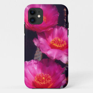 Bavertail-Kakteen Blume 2 Case-Mate iPhone Hülle