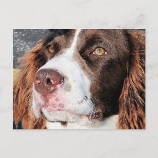 Baxter - English Springer Spaniel Foto-06 Postkarte (Vorderseite)