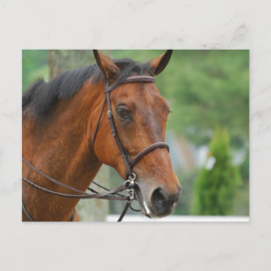 Bay Arab Horse Postcard Postkarte