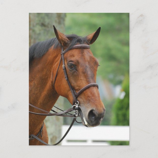 Bay Arab Horse Postcard Postkarte (Vorderseite)