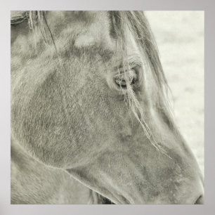 BAY BEAUTY 24x24 Poster