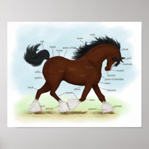 Bay Clydesdale Entwurf Pferdeanatomie Poster