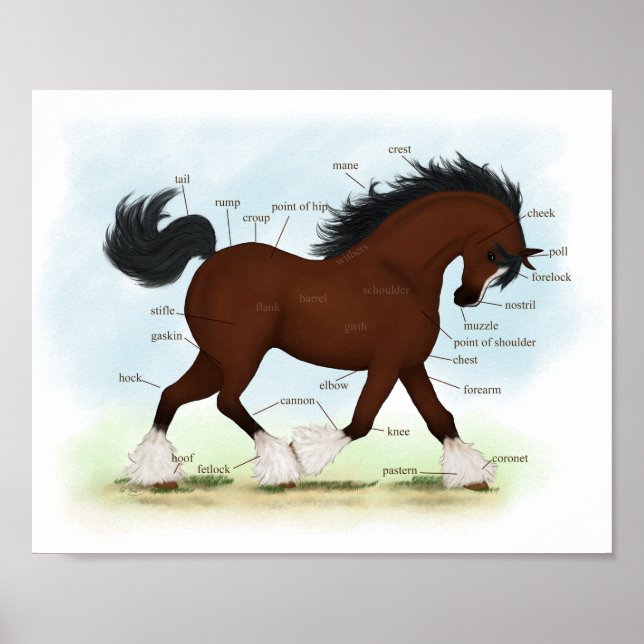 Bay Clydesdale Pferde Anatomische Übersicht Erzieh Poster (Vorne)