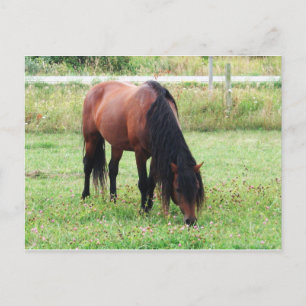 Bay Connemara Pony, Pferd, Weiden Postkarte