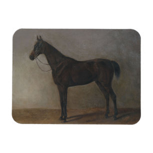 Bay Gelding Horse (von Albrecht Adam) Magnet