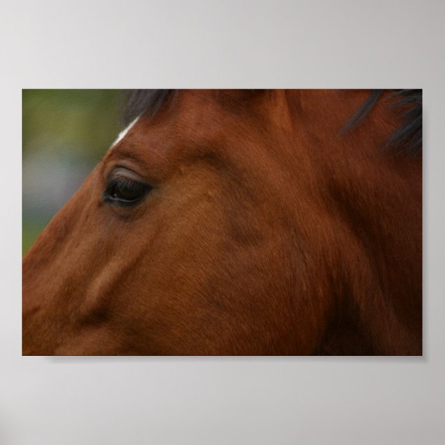 Bay Horse Closeup Poster (Vorne)