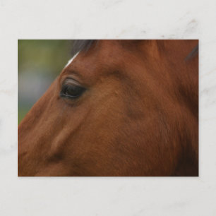 Bay Horse Closeup Postkarte