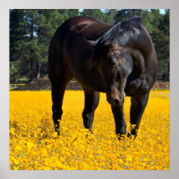 Bay Horse in einem Feld gelber Blumen