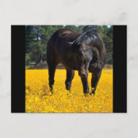 Bay Horse in einem Feld gelber Blumen