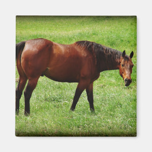 Bay Horse Magnet