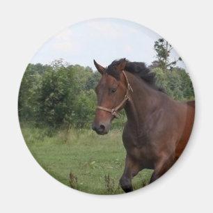 Bay Horse Magnet