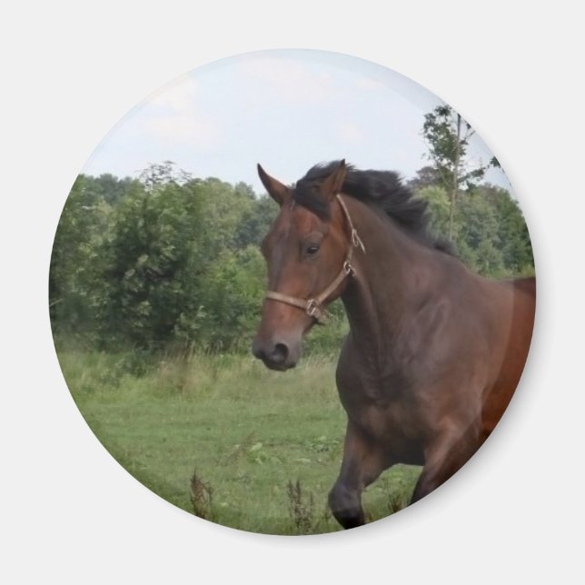 Bay Horse Magnet (Vorne)