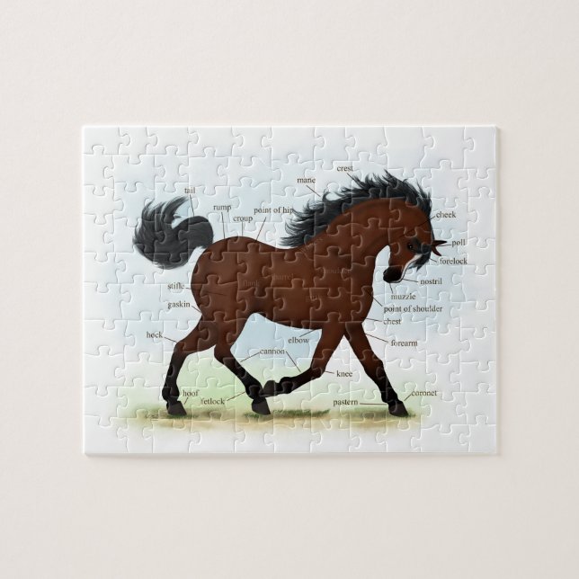 Bay Horse mit Blaze Educational Anatomic Chart Puzzle (Horizontal)