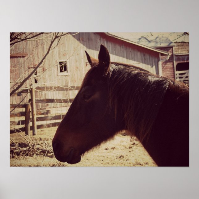 Bay Horse Poster (Vorne)